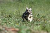 VASGOTASPETS 023